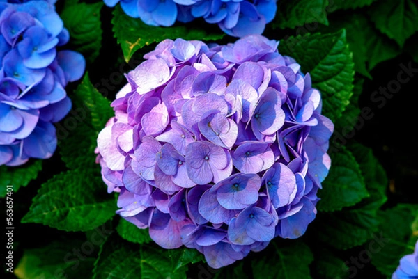 Fototapeta Hydrangea. Top view, the beautiful purplish-blue flowers and fresh green leaves in the morning at the garden.