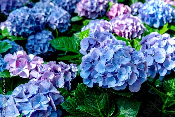 Fototapeta Hydrangea. The beautiful purplish-blue flowers and fresh green leaves on flowers field background, in the morning garden.