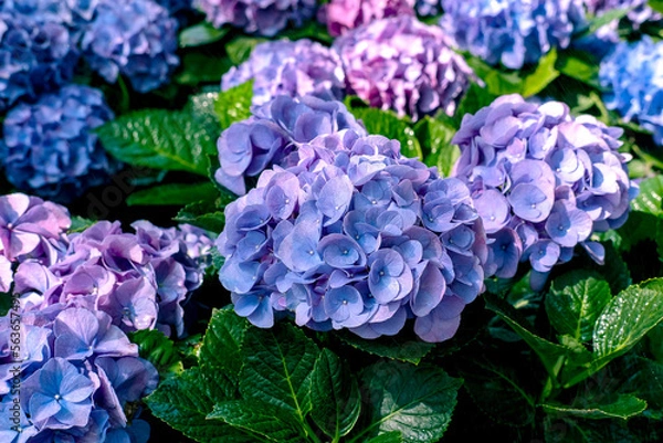 Fototapeta Hydrangea. The beautiful purplish-blue flowers and fresh green leaves on flowers field background, in the morning garden.