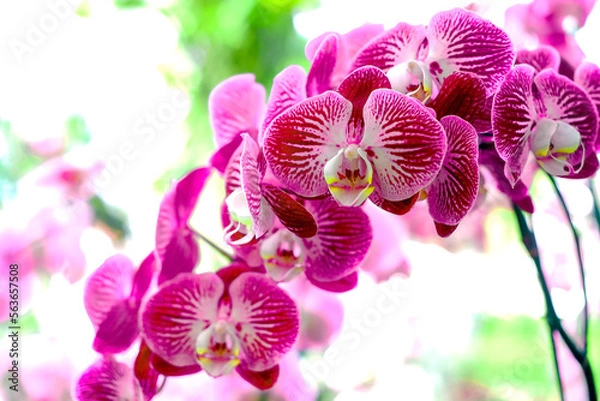 Fototapeta Phalaenopsis, Beautiful fuchsia with white stripes orchid bunch. One of the longest blooming orchid genera, known as the Moth Orchid. Close-up view on orchid garden background.