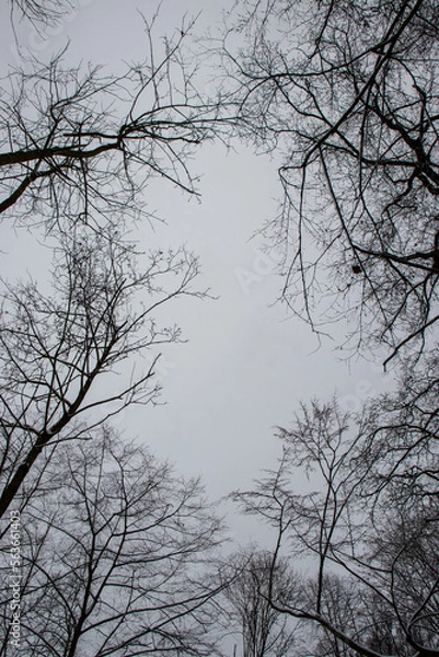 Fototapeta trees and sky