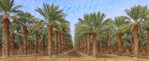 Fototapeta Date palm trees in Mediterranean date palm plantation