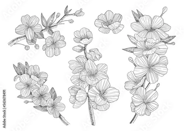 Fototapeta Sakura branch. A collection of branches of cherry blossoms. Hand-drawn. Graphics. Engraving