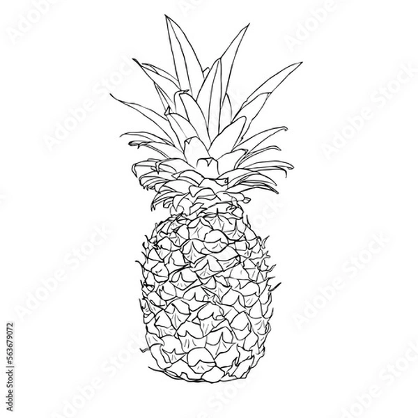 Obraz Hand Drawn Pineapple Vector Illustration - Tropical Fruit Collection