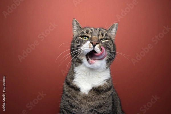 Fototapeta Close-up shot of a hungry tabby cat delicately licking its whiskers while gazing directly into the camera. The background is a vibrant red color.