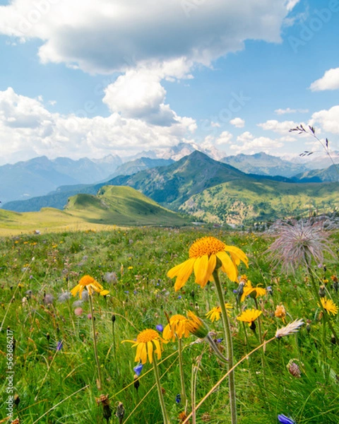 Fototapeta Typical landscape of the alps with beautiful yellow flower in vast green meadows and a nice sunny day with blue sky and mountains in the background. Italian Alps, Dolomites, Italy, Europe.