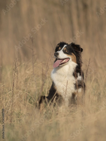 Fototapeta Berger australien