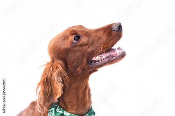 Obraz Irish setter