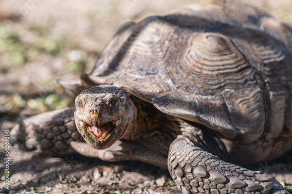 Obraz turtle on the rocks