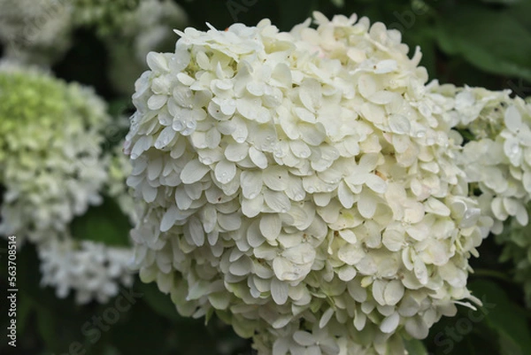 Fototapeta Close-up of white panicle hydrangea (hydrangea paniculata) with water droplets.