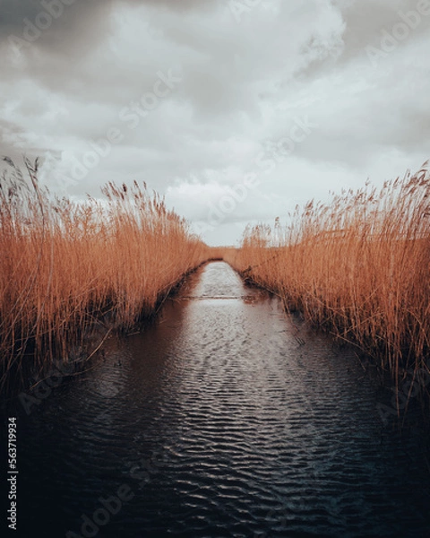 Fototapeta stream with reeds