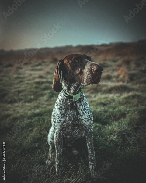 Fototapeta German pointer dog in field