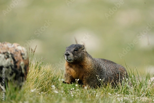 Obraz marmot in the grass