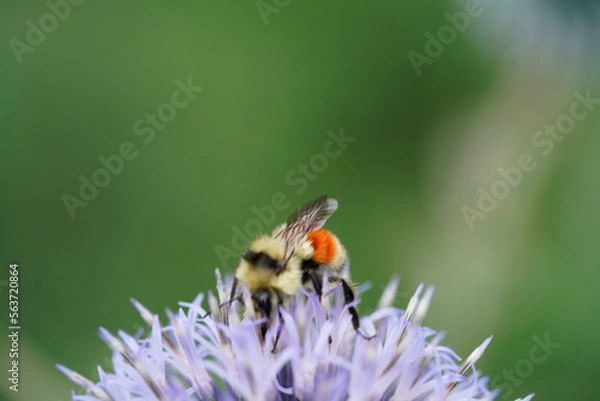 Obraz bee on a flower