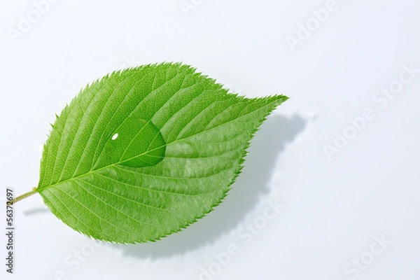 Fototapeta 新緑の葉っぱ