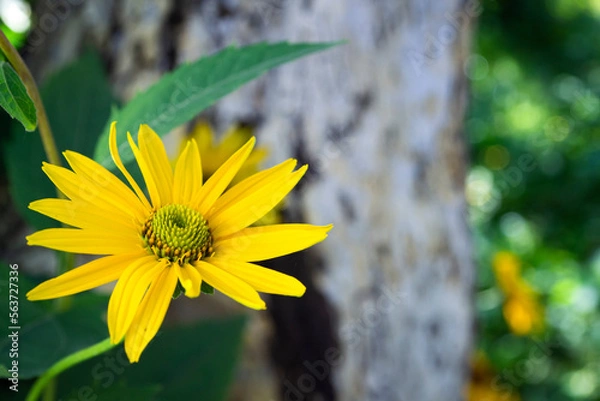 Fototapeta Bloom of rudbeckia or rudbekia fulgida, goldstrum with beauty green grasshopper in garden. Summer style