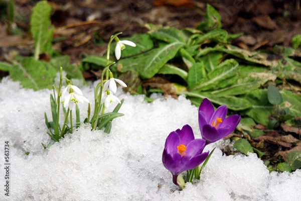 Obraz spring flowers.