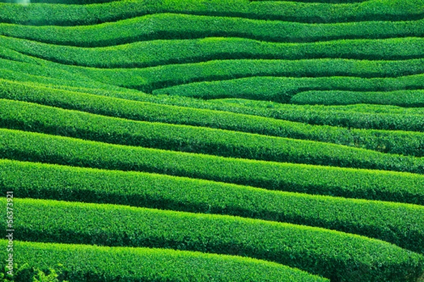 Fototapeta 和束の茶畑