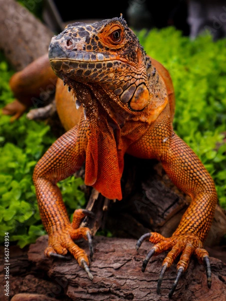 Obraz Iguana Arborícola 