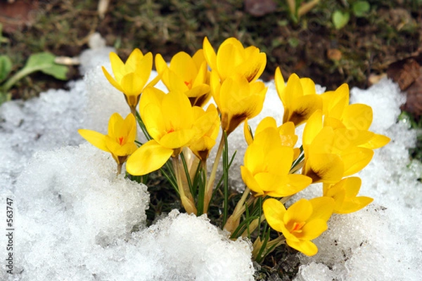 Obraz spring flowers.