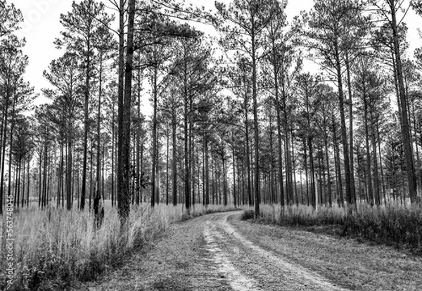 Fototapeta Empty dirt path road through the tall forest pine trees in Georgia