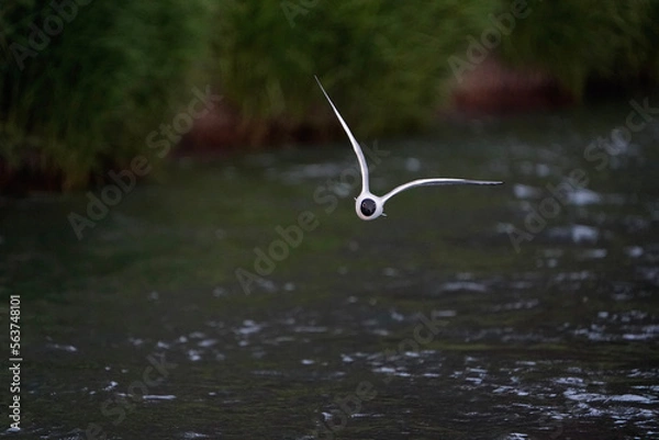 Obraz seagull on water