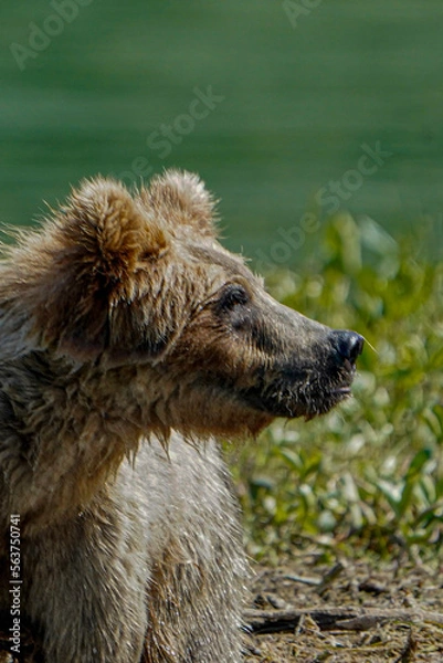 Obraz dog in the grass