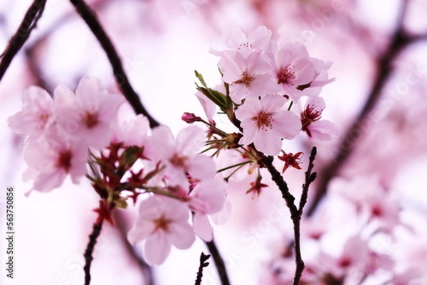 Obraz 美しい春の桜の花