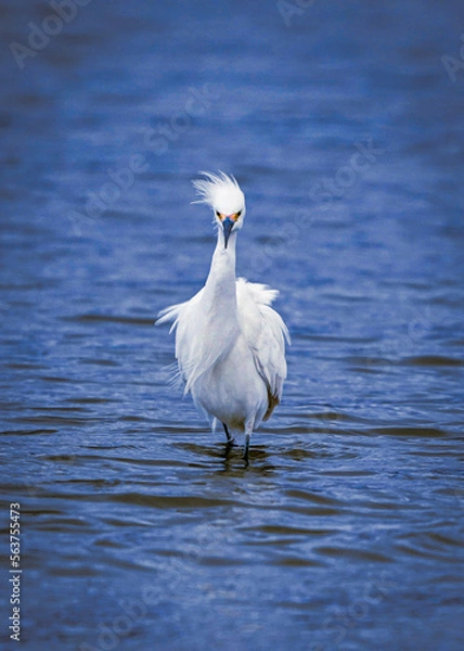 Obraz great white heron