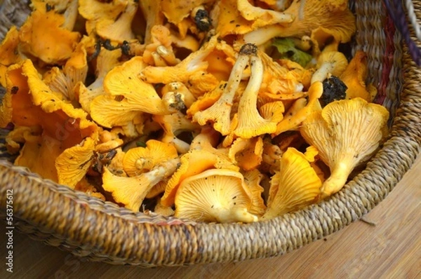 Fototapeta girolles