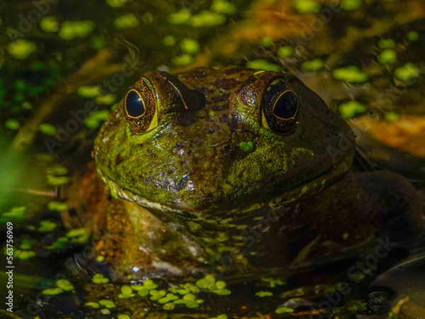 Obraz frog in the pond