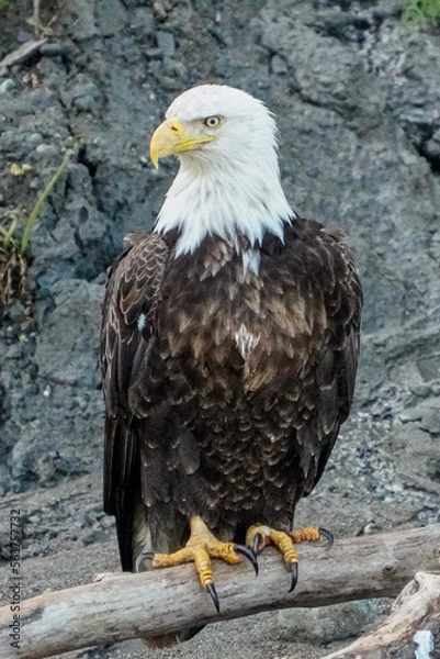 Obraz american bald eagle