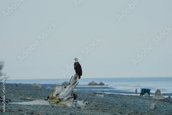Obraz boat on the beach