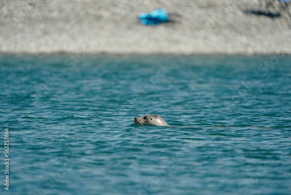 Obraz blue sea turtle
