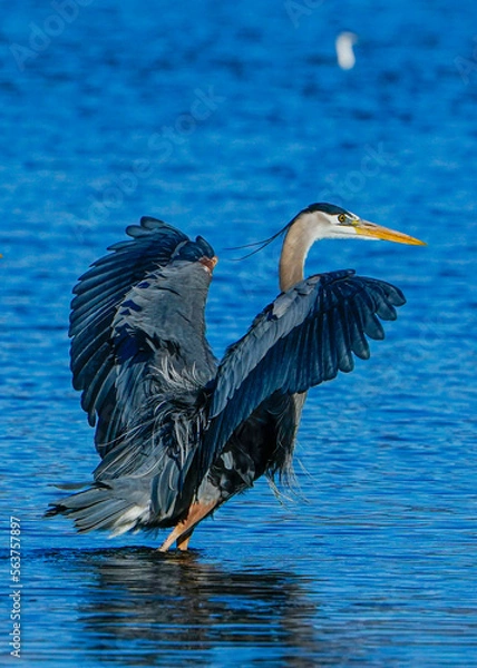 Obraz great blue heron