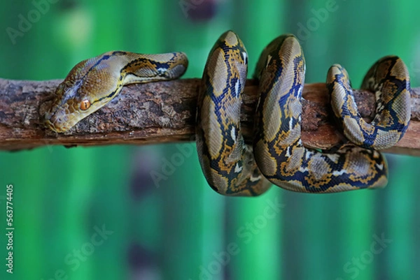 Fototapeta A reticulated python resting on a dry tree trunk by twisting its body. This reptile has the scientific name Malayopython reticulatus.
