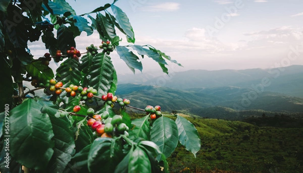 Fototapeta Coffee tree with fresh arabica coffee bean in coffee plantation on the mountain at northern of Chiang Rai, Thailand.