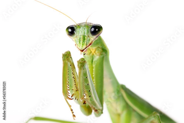 Fototapeta green praying mantis