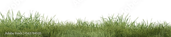Fototapeta Evergreen grass field in nature,  meadow in springtime, Tropical forest isolated on transparent background - PNG file, 3D rendering illustration for create and design or etc