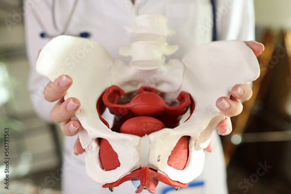 Fototapeta Close-up of model of female pelvis with muscles in hands of gynecologist.