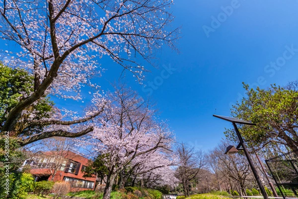 Fototapeta 桜咲く戸山公園の風景（2022年3月）