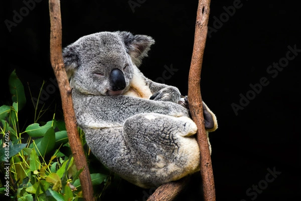 Obraz Cute Koala sitting in a tree