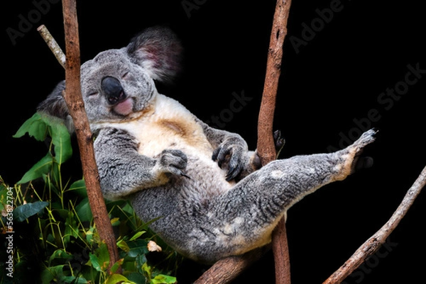 Obraz Cute Koala sitting in a tree