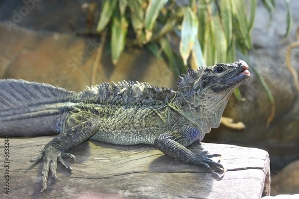 Fototapeta dragon