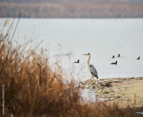 Fototapeta Large grey heron