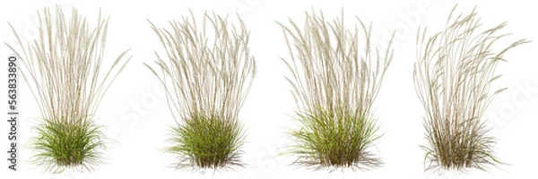 Obraz Nature tall meadow grass cut out transparent backgrounds 3d illustration
