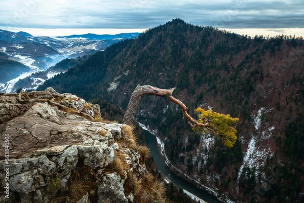 Obraz Słynna karłowata sosna na szczycie góry Sokolica w Pieninach, przełom Dunajca, Polska
