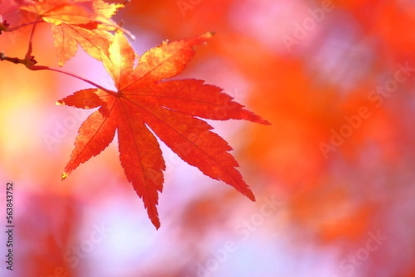 Fototapeta 燃える秋