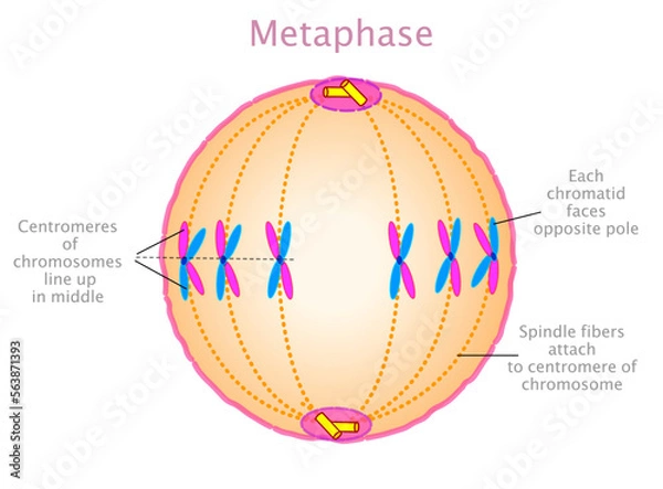 Fototapeta Metaphase phase. Stages of mitosis, meiosis diagram. Mitotic cell division step, cycle. Centromeres of chromosome middle. Spindle fibers attach. Annotated concept. Biology Illustration vector