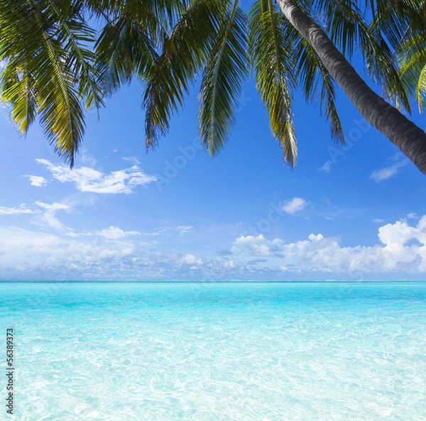 Obraz ocean, palm, paradise